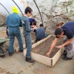 Les jeunes préparent les semis de radis dans la serre de l'IME