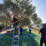 Plusieurs personnes ramassent des olives dont certaines avec des peignes géants