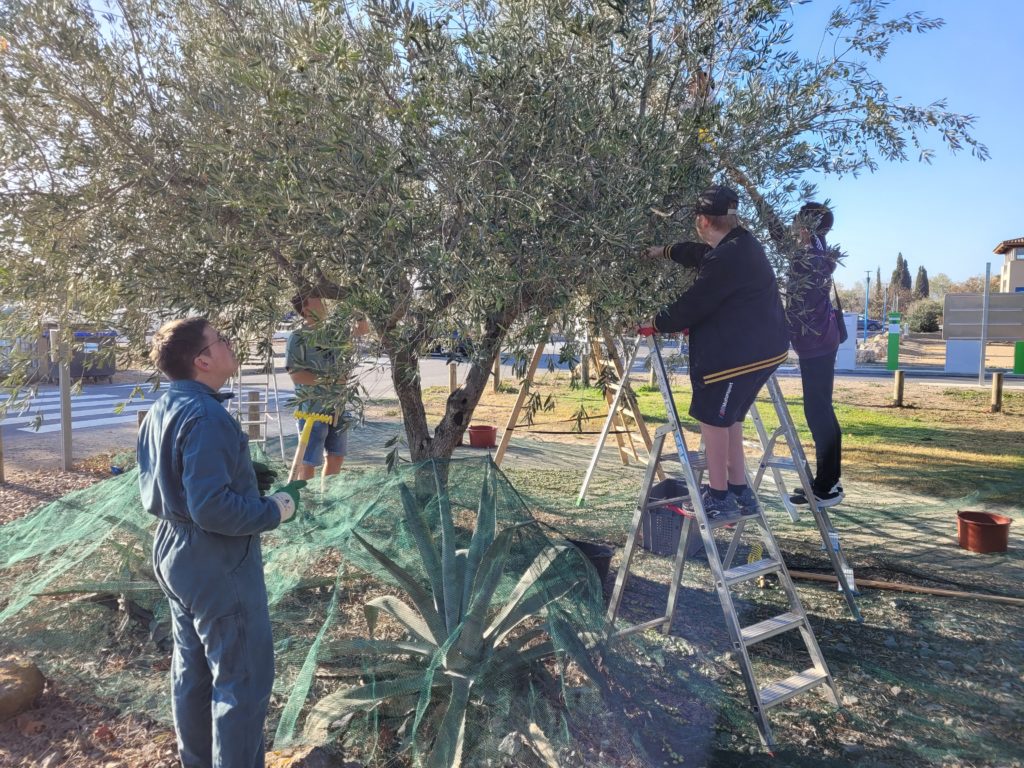 Quatre personnes ramassent des olives dont certaines avec des peignes