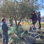 Quatre personnes ramassent des olives dont certaines avec des peignes