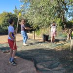 Trois personnes ramassent les olives dont une avec un peigne géant