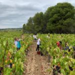 Les jeunes dans les vignes