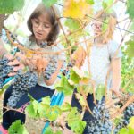 Une petite fille ramasse une grappe de raisin