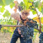 Un petit garçon coupe une grappe de raisin