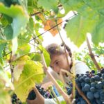 Une petite fille coupe une grappe de raisin