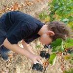 Un petit garçon cueille une grappe de raisin