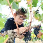 Un petit garçon coupe une grappe de raisin 2