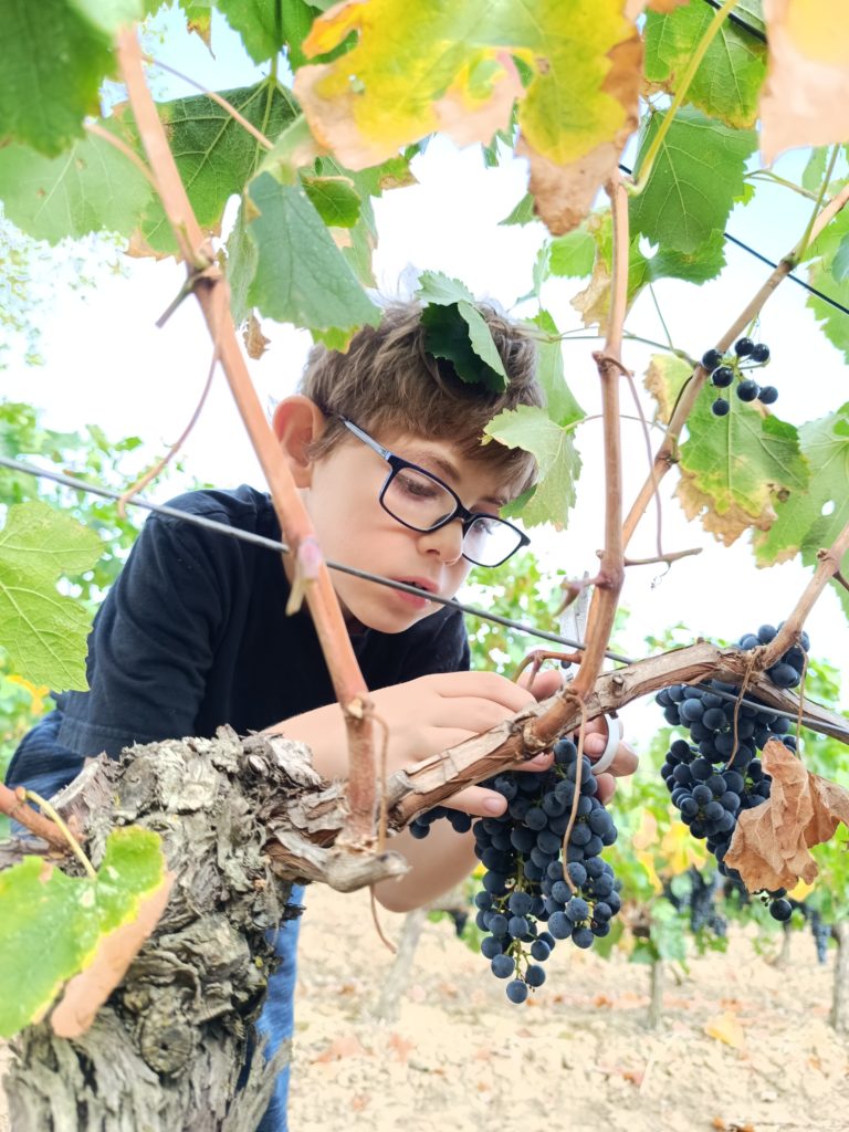 Un petit garçon coupe une grappe de raisin 2
