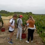Les jeunes dans la vigne ramassent le raisin