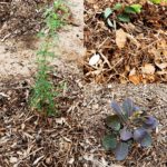 Photo de trois plantations