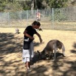 Une jeune fille donne à manger à un kangourou