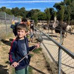 Le groupe nourrit les autruches