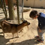Un jeune garçon avec une chèvre