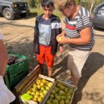Un jeune et une adulte derrière les cagettes remplies de pommes