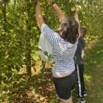 Deux jeunes cueillent des pommes