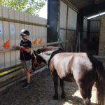 Un jeune et son poney
