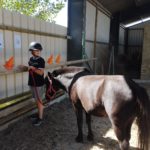 Un jeune et son poney