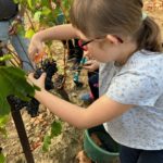 Une petite fille cueille une grappe de raisin