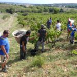 Pendant les vendanges, les travailleurs dans les vignes