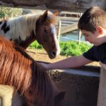 Un jeune homme caresse des chevaux