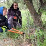 Deux personnes taillent un olivier