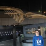 Un jeune devant le squelette d'un dinosaure