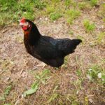 Une poule noire