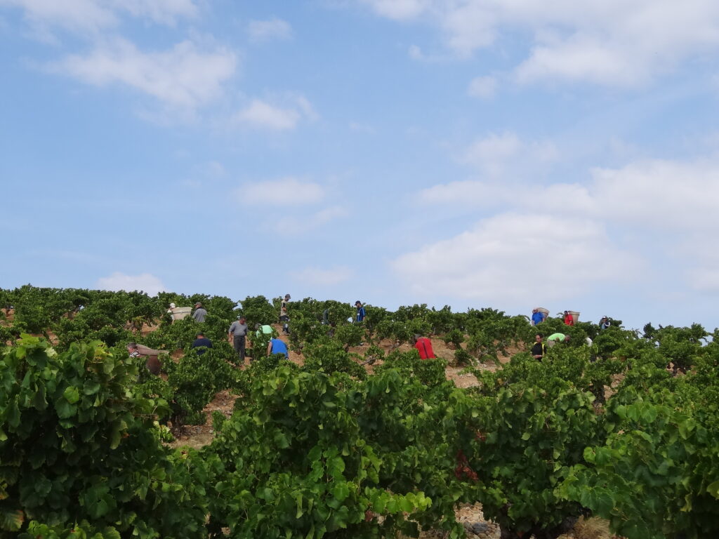 Les vendangeurs dans la vigne