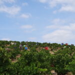 Les vendangeurs dans la vigne