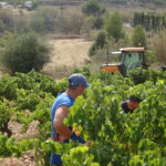 Des vendangeurs dans la vigne