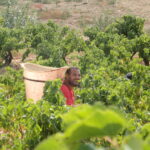 Un vendangeur dans la vigne avec sa hotte