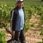 Un vendangeur dans la vigne avec un seau rempli de raisins