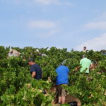 Les vendangeurs dans la vigne