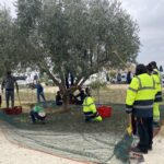 Le groupe installe les filets sous les oliviers
