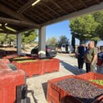 Des cagettes pleine d'olives et autour des personnes qui regardent