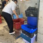 Deux personnes prennent des cagettes pour mettre les olives