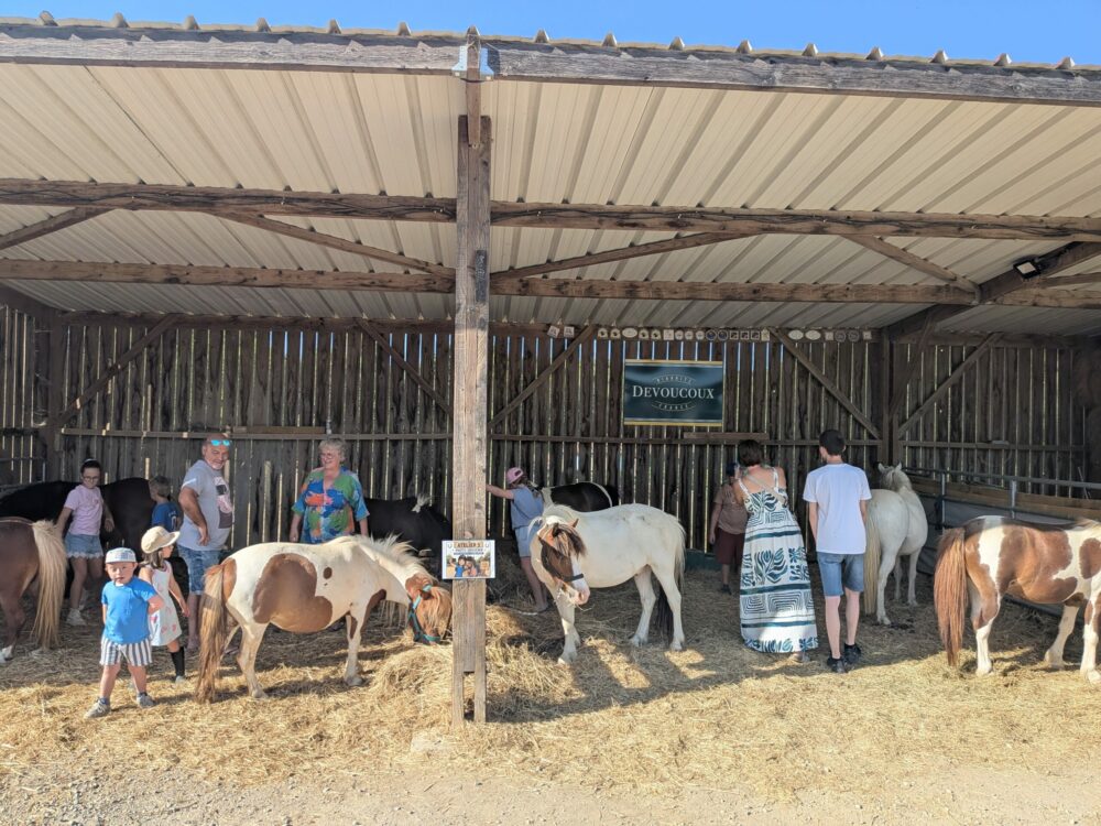 Les jeunes s'occupent des poneys