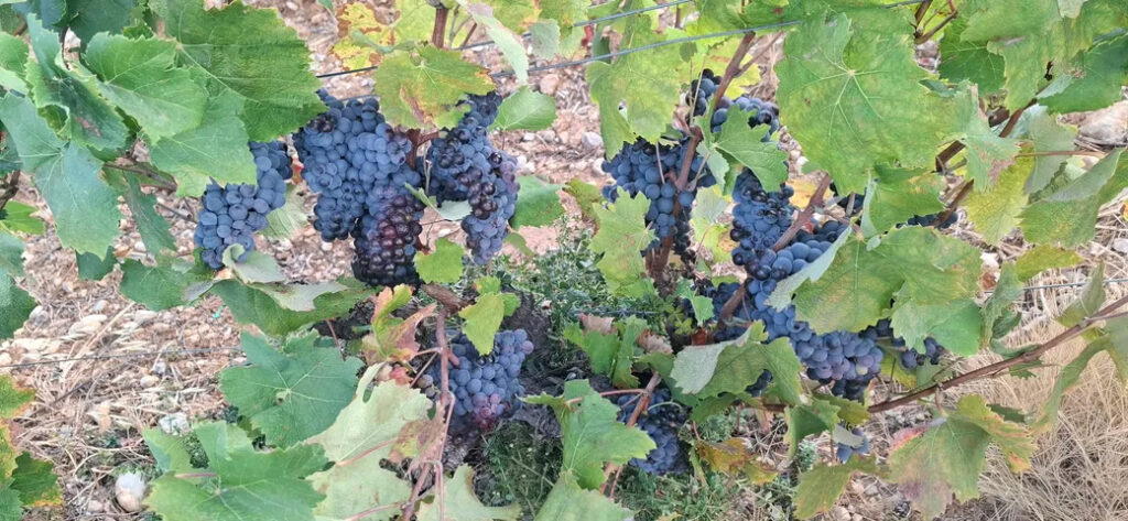 De belles grappes de raisins