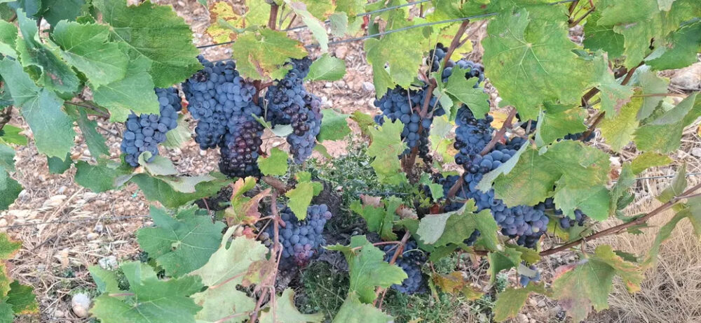 De belles grappes de raisins