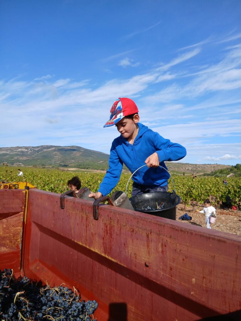 Les jeunes dans les vignes. Au premier plan un jeune verse son seau de raisins dans la benne