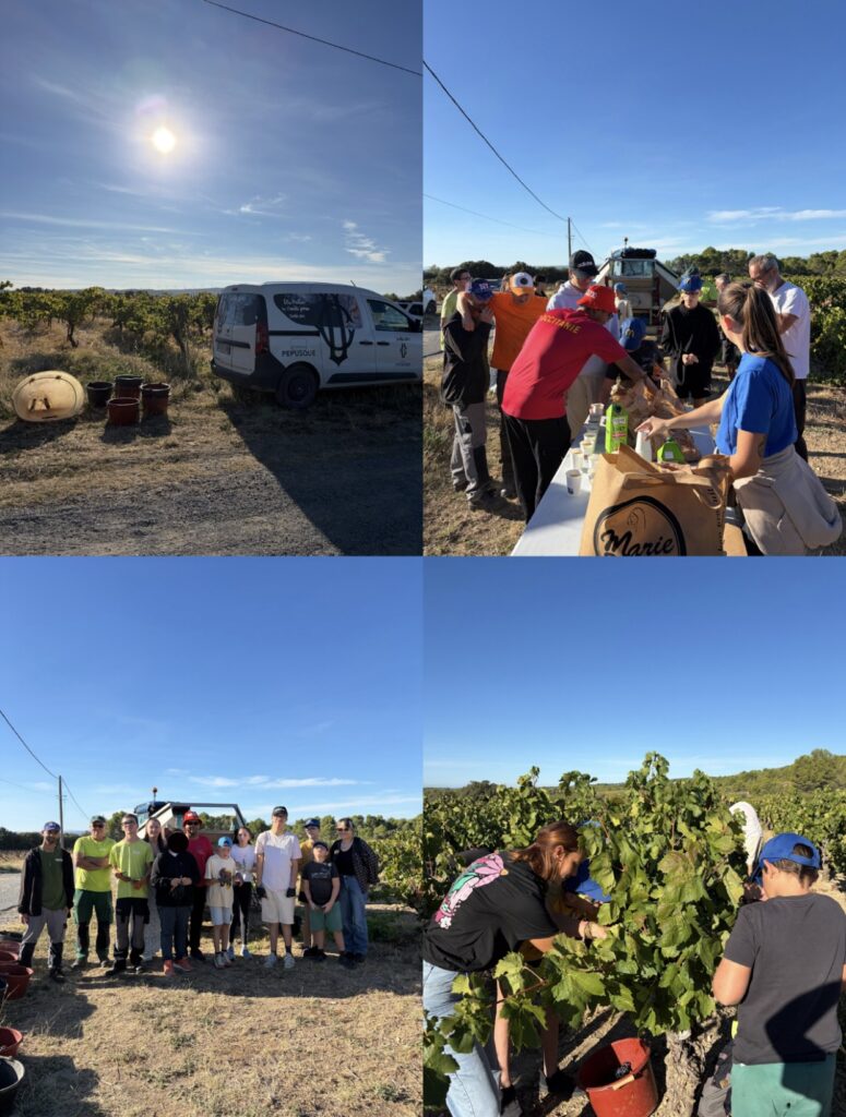 pêlemêle de 4 photos des jeunes dans les vignes
